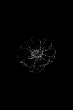 a black and white photo of a flower on a dark background, with the petals still attached