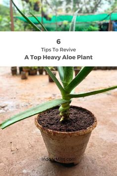 a potted aloe plant with the title tips to revive a top heavy aloe plant