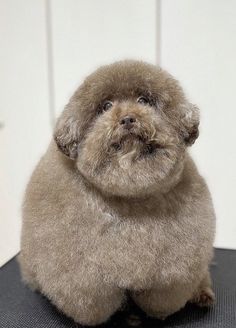 a small dog sitting on top of a table