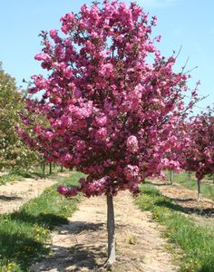 a pink tree in the middle of an orchard