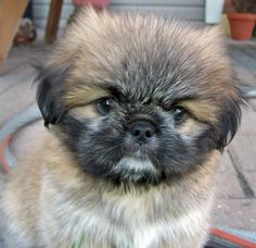 a small brown and black dog sitting on top of a patio next to a potted plant