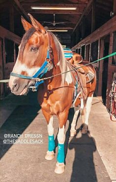 a brown and white horse with blue boots on it's head standing in front of a stable