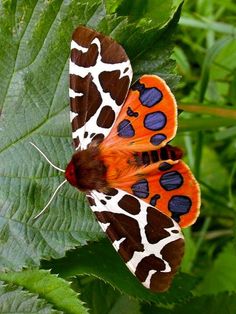 an orange and black butterfly sitting on top of a green leaf covered in brown spots