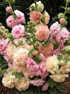 a bouquet of pink and white flowers in a garden