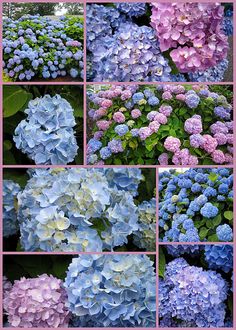 many different pictures of blue and purple hydrangeas in various stages of blooming