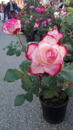 several pink roses are in pots on the ground near other plants and people walking by