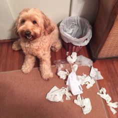 a dog sitting on the floor next to a pile of toilet paper and a trash can