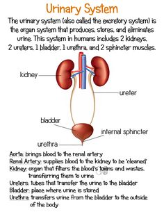 the urinary system diagram with text