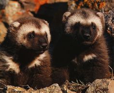 two brown and white animals sitting next to each other on top of a rocky hillside