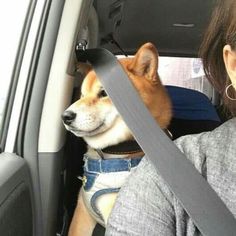 a woman sitting in the back seat of a car next to a corgi