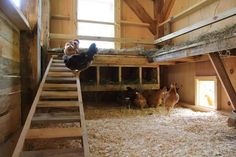 chickens and roosters in a barn with stairs leading up to the second floor area