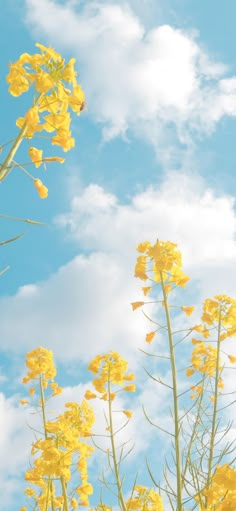 yellow flowers against a blue sky with clouds