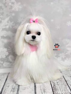 a small white dog with a pink bow on it's head and long hair