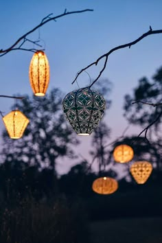 lanterns are hanging from branches in the evening sky, with trees and grass behind them