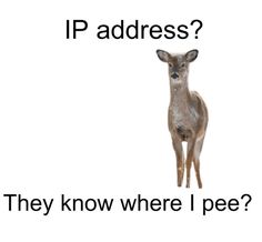 a deer that is standing up with the caption ip address? they know where i pee?