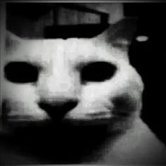 black and white photograph of a cat's face