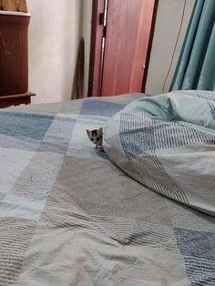 a small kitten sitting on top of a bed next to a blue and white checkered comforter