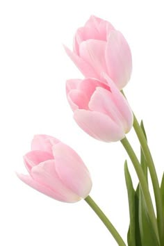 two pink tulips in a vase on a white background