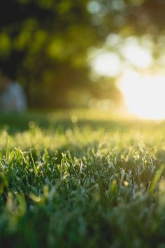 the sun shines through the trees and grass