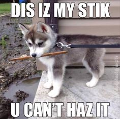 a husky dog holding a stick in its mouth and saying, dis iz my stink u can't haz it