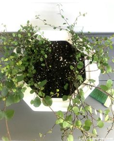 a potted plant sitting on top of a white table next to a green brush