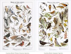 three different kinds of birds are shown in this image