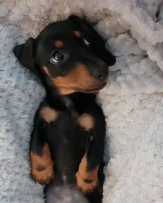 a small black and brown dog laying on top of a white blanket