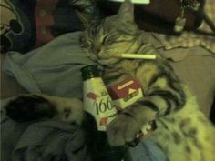 a cat laying on top of a pile of clothes next to a bottle of alcohol