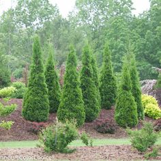 two pictures side by side of trees and shrubs