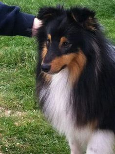 a dog standing on top of a lush green field next to a person's hand