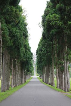 an empty street lined with trees on both sides