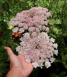 a hand is holding some pink flowers in the grass