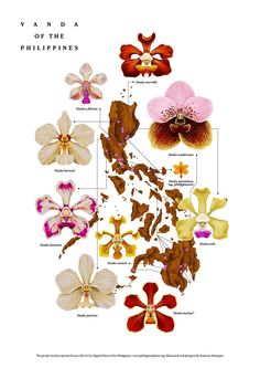 an image of flowers that are labeled in the language of their respective names and colors