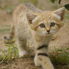 a small kitten walking across a dirt field next to green grass and bushes, with one paw on the other side of the cat's head