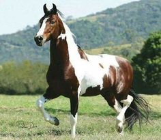 a brown and white horse is running in the grass