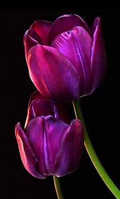 two purple tulips with dew drops on them in front of a black background