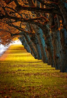 trees with the words colors of fall over them