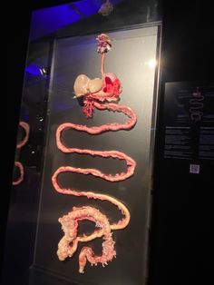 a display case with an assortment of food items on it's sides and in the middle