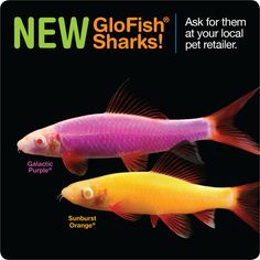 the new glofish sharks are available for purchase at your local pet retailer,