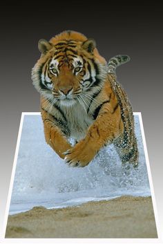 a tiger is running through the water with his paws in the air and it's head above the water