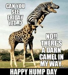 Happy Humpday Quotes, Funny Wednesday Memes, Funny Talking