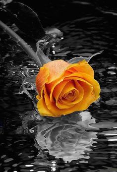 a yellow rose that is sitting in the water