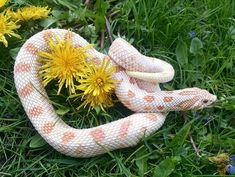 a snake that is laying down in the grass next to some yellow dandelions