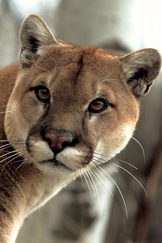 a mountain lion is staring at the camera