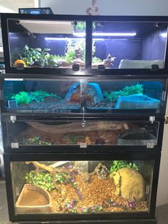 a fish tank filled with lots of different types of plants and animals inside of it