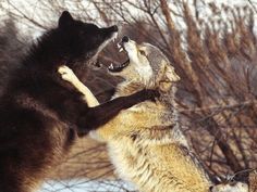 two black and brown dogs playing with each other