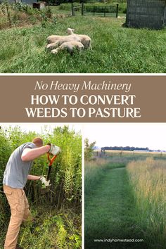 a man is working in the field with his dog and another man is digging for weeds