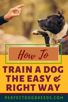 a dog with its paw in the air pointing at it's owner and text how to train a dog the easy and right way