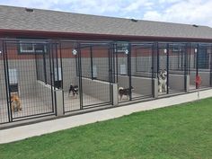 several dogs are in their kennels at the dog park