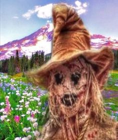 a dog wearing a hat in the middle of a field with wildflowers and mountains in the background